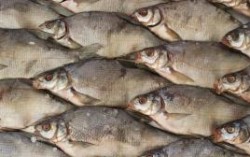 Рыбные ресурсы Азовского моря практически уничтожены