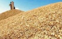 Крым начал экспорт зерна в Саудовскую Аравию и на Кипр