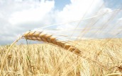 Аграрии собрали свыше 12 млн т урожая