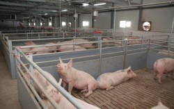 Из-за военных действий остановлен крупнейший свиноводческий комплекс Украины