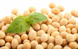 Россия запрещает ввоз сои и подсолнечника из Украины